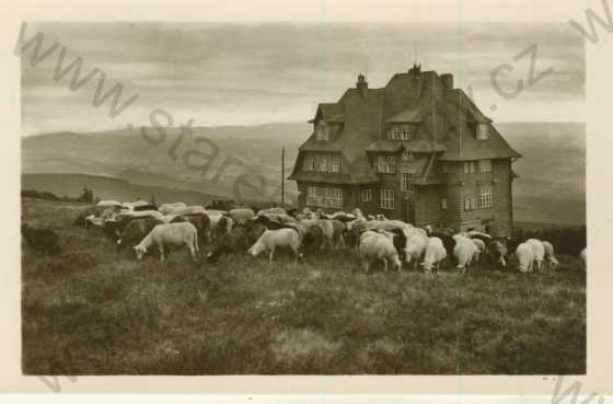  - Radhošť - Hotel Radegost, ovce