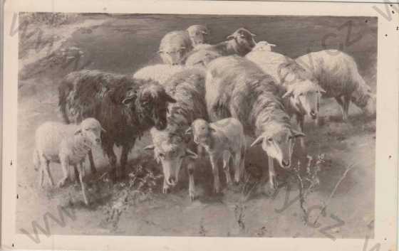  - Stádo ovcí na louce