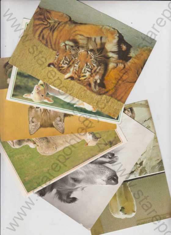  - Zvířata - 57 pohlednic - pes, lachtan, medvěd, tygr, prase, kůň, kočka, labuť, sova, tučňák, ovce, koala, koza, atd.