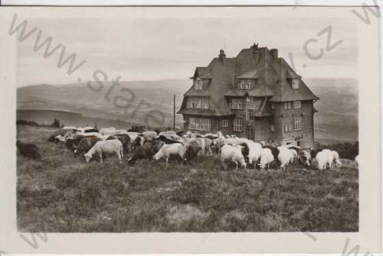  - Radhošť, hotel Radegast, ovce