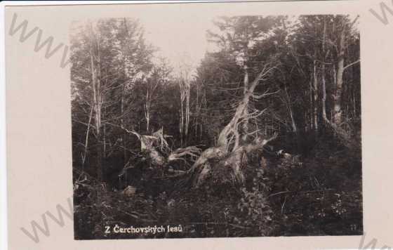  - Čerchovský les,záběr na polomy v lese