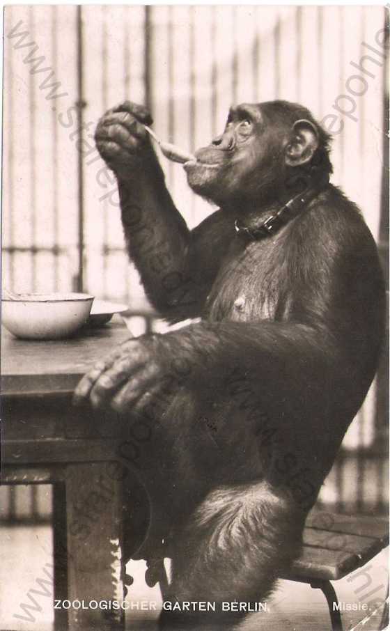  - Šimpanz Missie, ZOO Berlín (Zoologischer Garden Berlin)