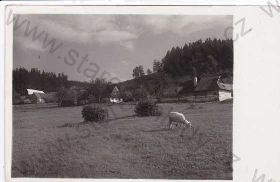  - Borovnice (Nové Město na Moravě, Vysočina), chalupy, pasoucí se koza