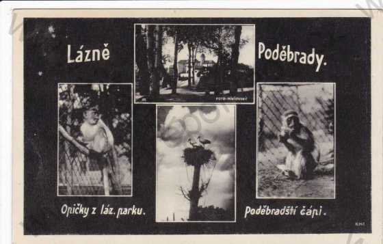  - Poděbrady, více záběrů, celkový pohled, opičky z lázeň.parku, foto Mikšovský