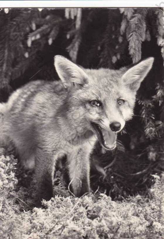  - Mladá liška, foto J.Holeček