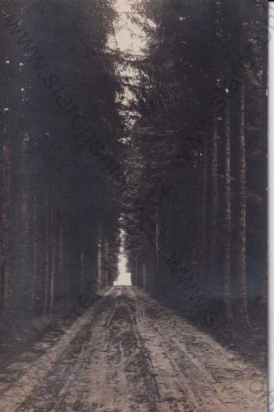  - Velké Meziříčí - Gross Meseritsch (Žďár nad Sázavou), lesní cesta, příroda, foto Skopec