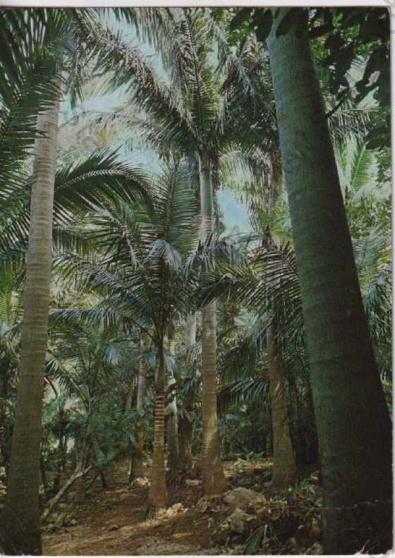  - Okinawa (Japonsko), ostrov, kokos, palmy