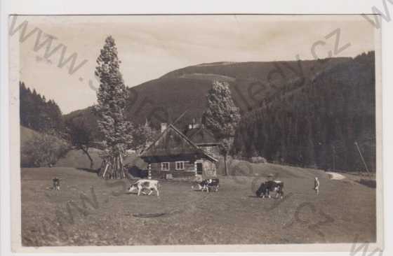  - Lysá hora, údolí Mohelnice, dobytek