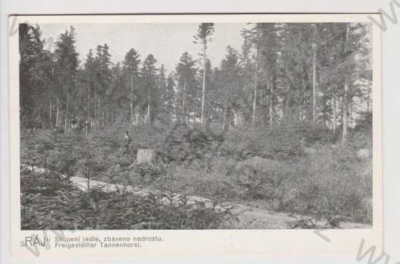  - Třeboňské lesy - Ráj - skupení jedle, zbaveno nadrostu