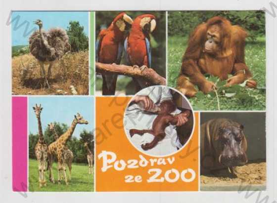  - Zvířena, ZOO, pštros, papoušek, opice, žirafa, hroch