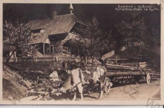  - Šumava (Klatovy), Turnerova chata na Vydře, tažný dobytek, Foto-fon