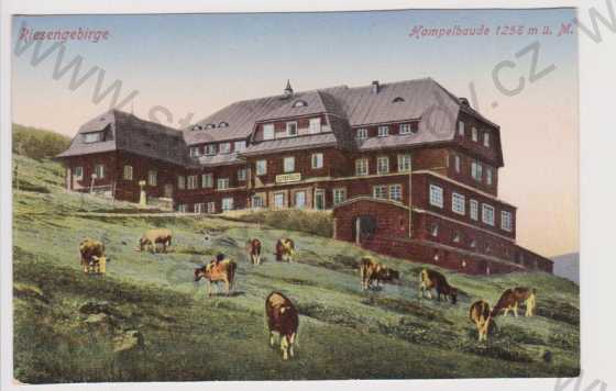 - Krkonoše (Riesengebirge) - Hampelbaude, dobytek, kolorovaná