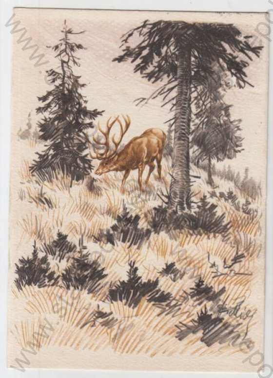  - Židlický, jelen, les, lov, kolorovaná