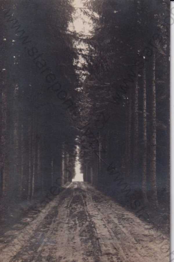  - Velké Meziříčí - Gross Meseritsch (Žďár nad Sázavou), lesní cesta, příroda, foto Skopec