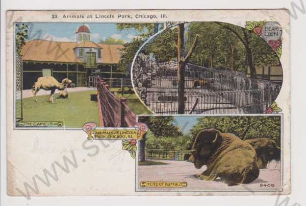  - USA - Spojené státy americké - Chicago - Lincoln Park, zvířata, koláž, kolorovaná