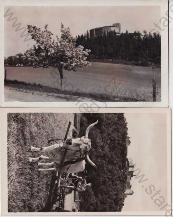  - 2x pohlednice: Buchlov (Uherské Hradiště), hrad, orba, pole, dobytek