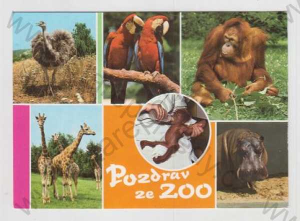  - Zvířena, ZOO, pštros, papoušek, opice, žirafa, hroch