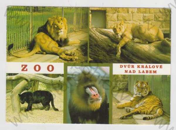  - Dvůr Králové nad Labem (Trutnov), zoo, lev, puma, opice, tygr