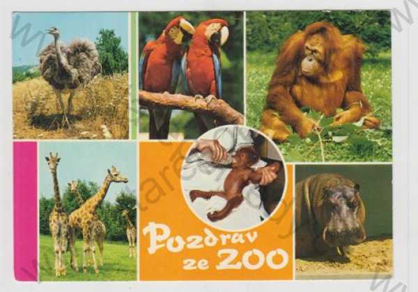  - Zvířena, zoo, papoušek, pštros, opice, žirafa, hroch
