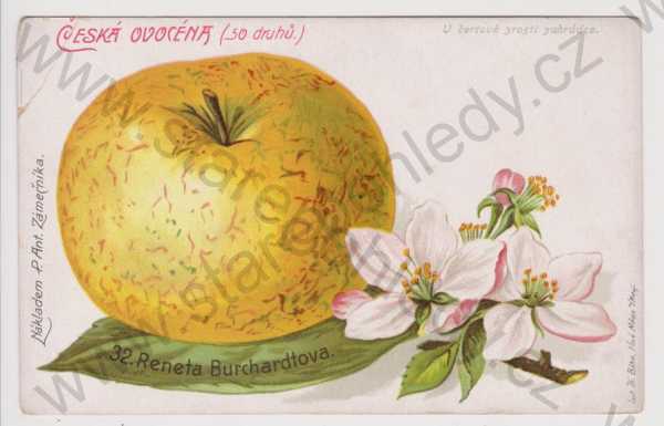  - Ovoce - Česká ovocéna, 32. Renata Burchardtova, litografie, kolorovaná, DA