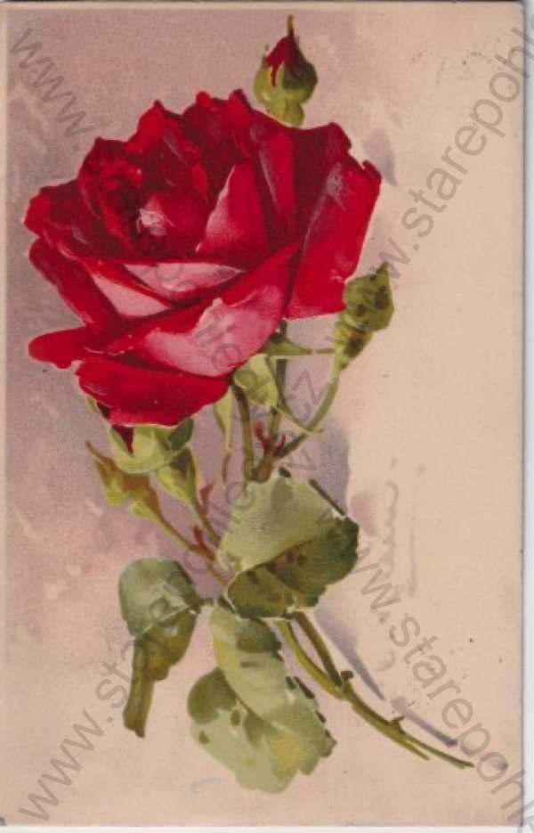  - Přání - růže, kresba Klein