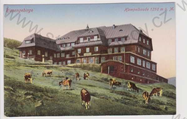  - Krkonoše (Riesengebirge) - Hampelbaude, dobytek, kolorovaná