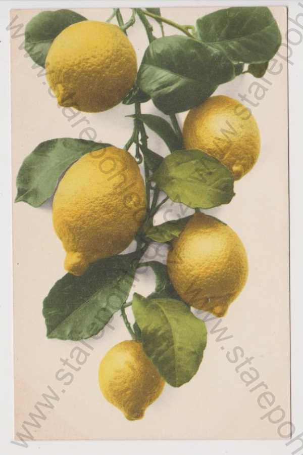  - Ovoce - citrony 