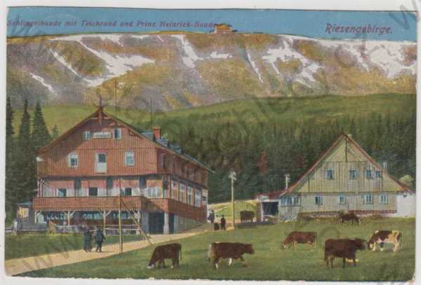  - Krkonoše (Riesengebirge) - Trutnov, Schlingstbaude, Teichrand, Prinz Heinrich baude, kráva, kolorovaná