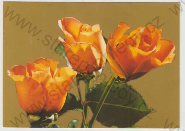 - Cyril Bouda, květina, růže, zadní strana - portrét, podpis, autogram