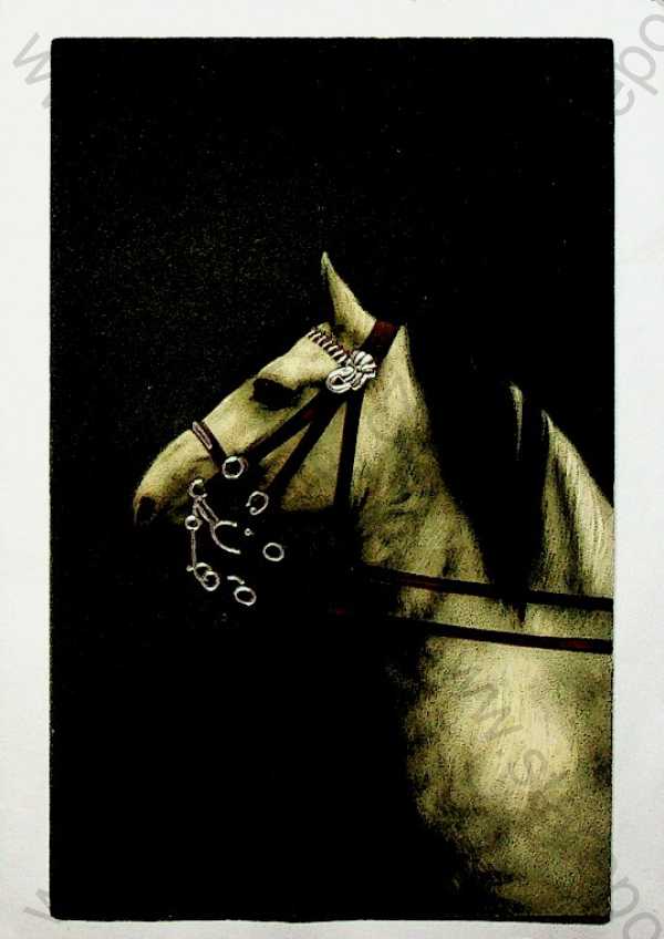  - Zvířena - kůň, plastická karta, kolorovaná