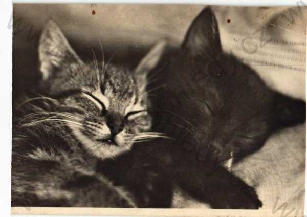  - Spící kočky