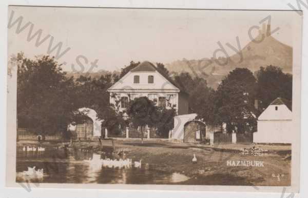  - Hazmburk (Litoměřice), část města, tŕybník, labuť