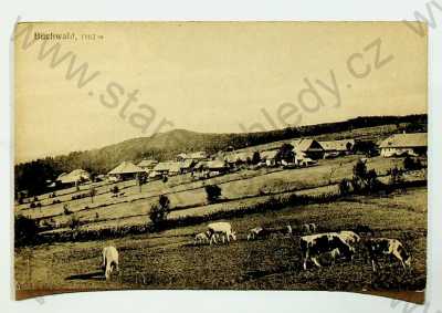  - Bučina (Buchwald) - celkový pohled, krávy, zaniklá osada