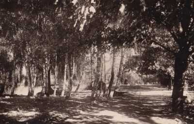  - Uhlířské Janovice, Kutná hora, les, ORBIS